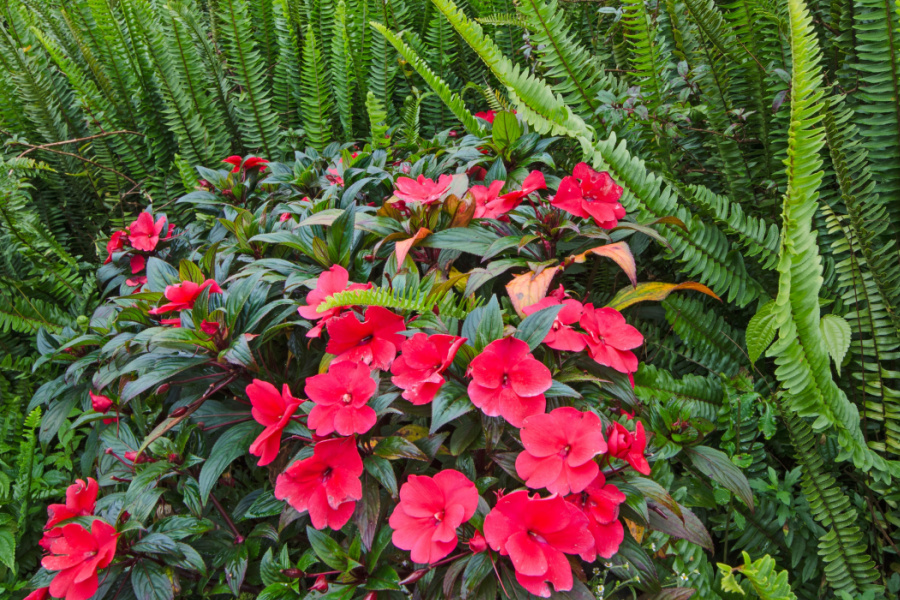 The 3 Best ShadeLoving Plants For Containers & Hanging Baskets