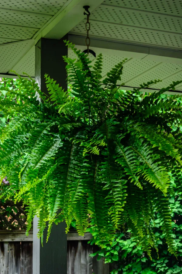 A hanging Boston fern growing on a shady front porch - Shade-Loving Plants for Containers & Hanging Baskets
