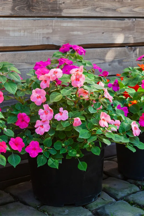 A container of impatiens growing in the shade with a background of a wooden fence - Shade-Loving Plants for Containers & Hanging Baskets