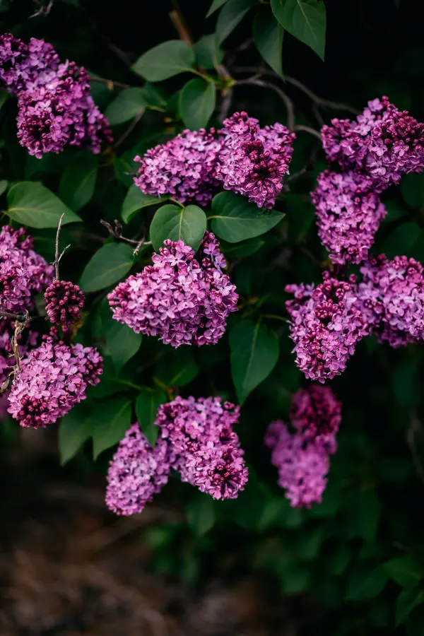 spring blooms