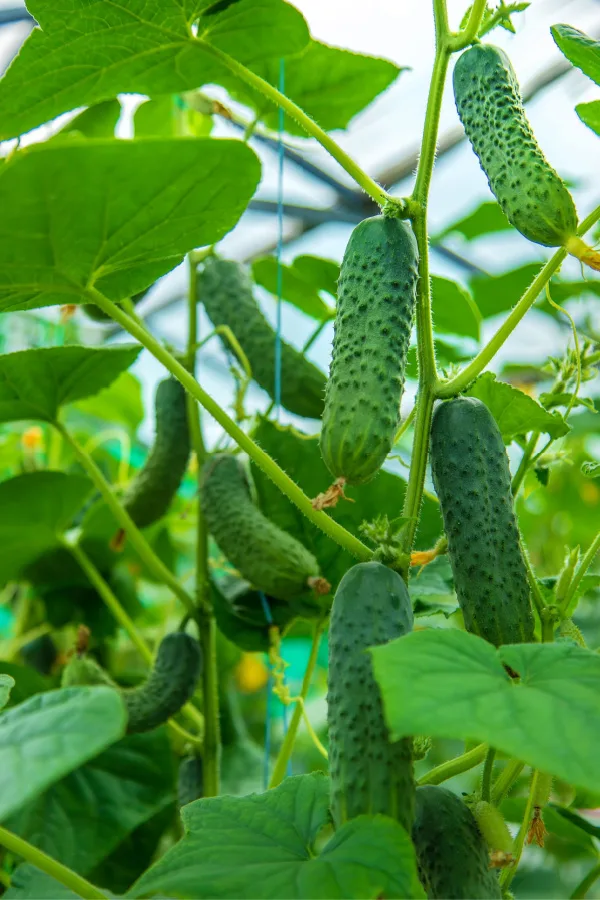 Keep picking to avoid fruit overload on vegetable plants