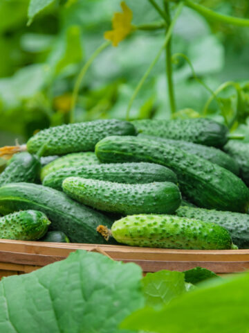 A basket full of cucumbers next to cucumber plants.