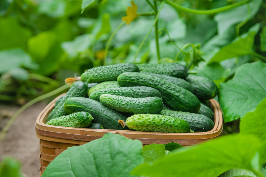 How To Keep Cucumber Plants Productive All Summer Long!