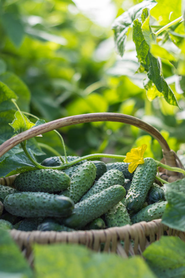 how to keep cucumber plants productive