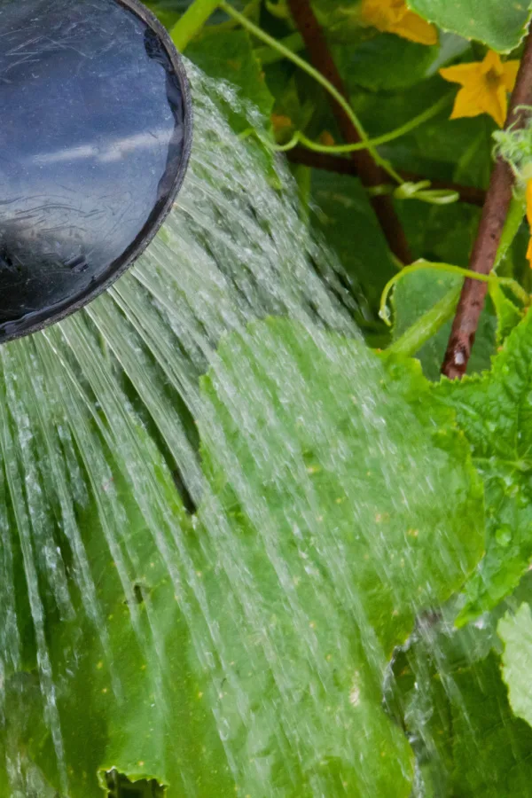 A watering can watering the leaves of a cucumber plant.