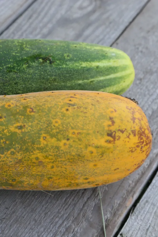 A normal sized and color cucumber and one that is yellow and waterlogged. 