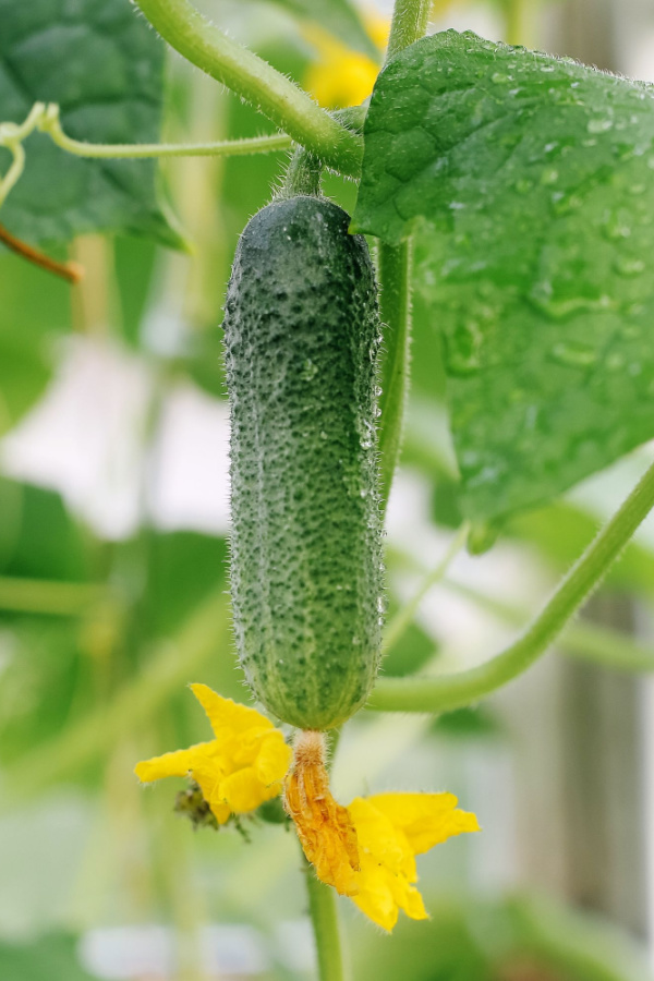 A cucumber plant that has produced a cucumber. 