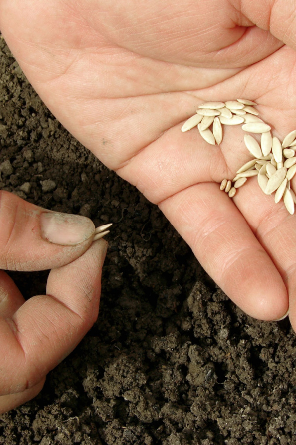 A hand holding cucumber seeds over bare soil for replanting. 