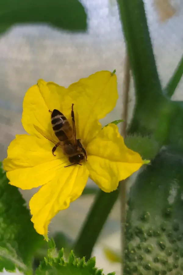 Replanted cucumber plants grown from seed with a bee inside a flower.
