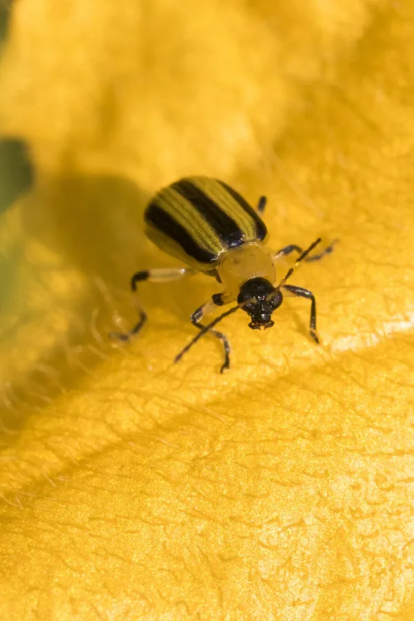 A cucumber beetle on a yellow cucumber bloom.