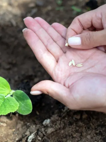A hand holding and planting cucumber seeds in the garden soil.
