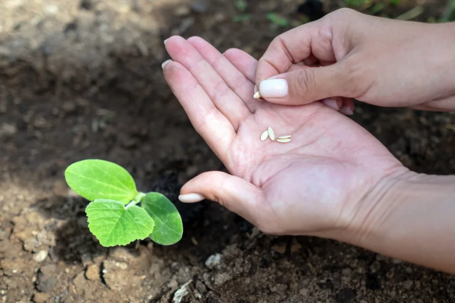 A hand holding and planting cucumber seeds in the garden soil.