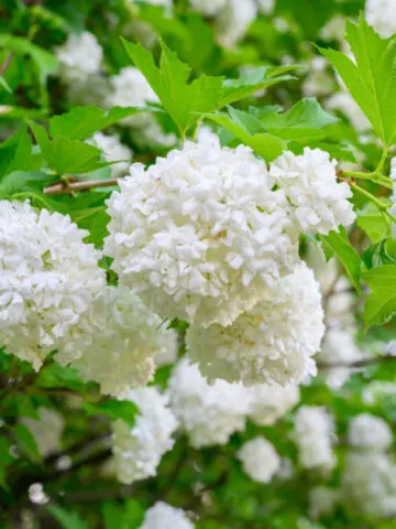 White blooms of a Viburnum plant