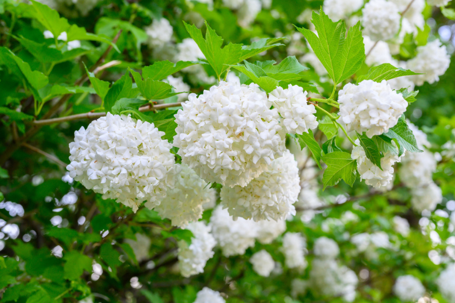 How To Fertilize And Prune Viburnum After They Bloom