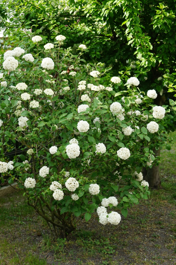 A nice shaped Viburnum with white blooms