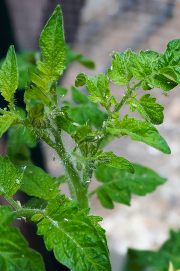 Aphids all over a tomato plant's foliage