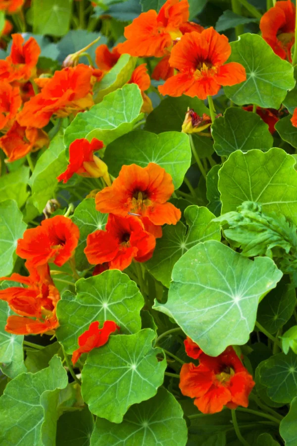 Red nasturtiums - keep aphids off tomato plants