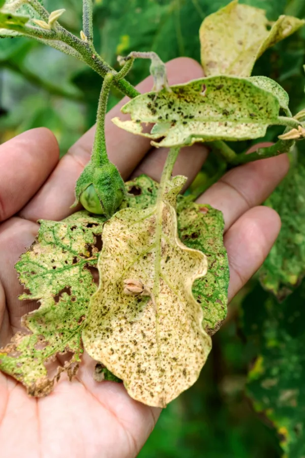 Aphid damage to eggplant foliage