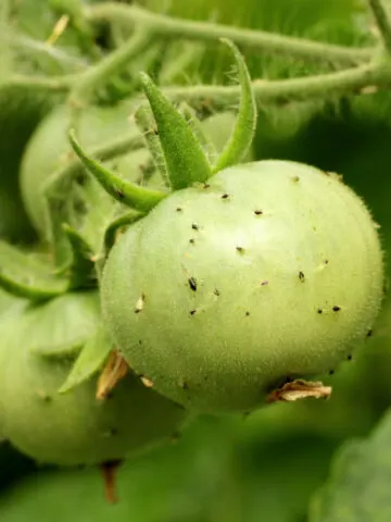 aphids on tomato plants