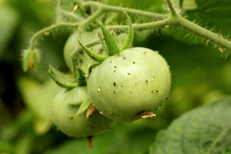 aphids on tomato plants
