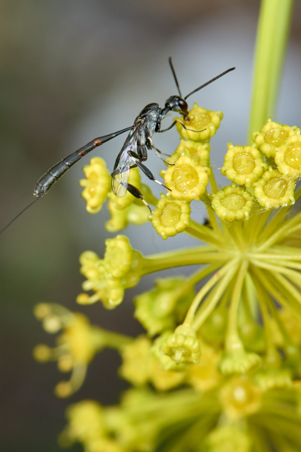 A parasitic wasp on carrot flowers
