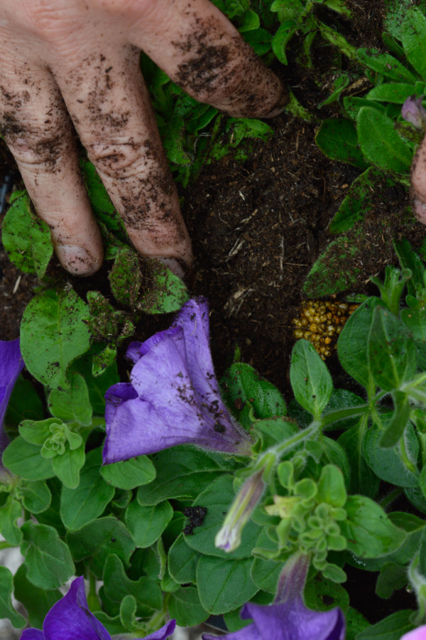 A hand adding compost to a hanging basket petunia plant to help prevent it from struggling.