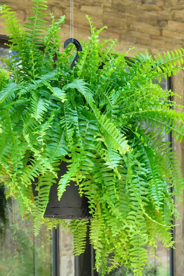 Boston fern