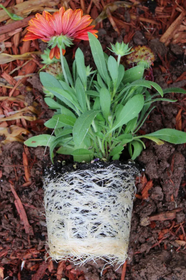 A root bound flowering hanging basket plant that will start to struggle without intervention soon. 