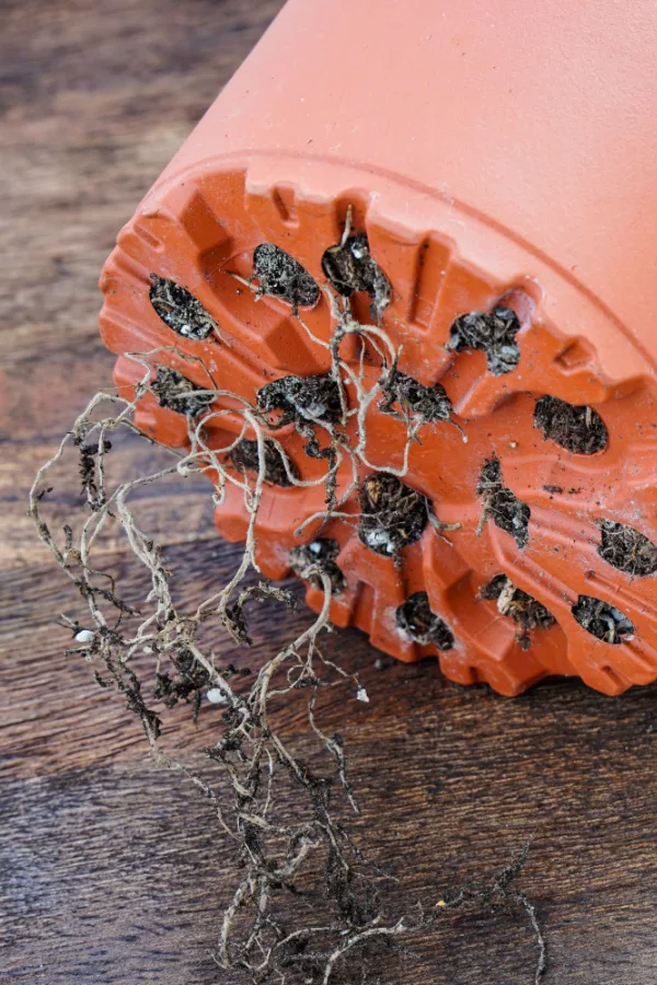 A root-bound plant with roots growing out of the drainage holes. 