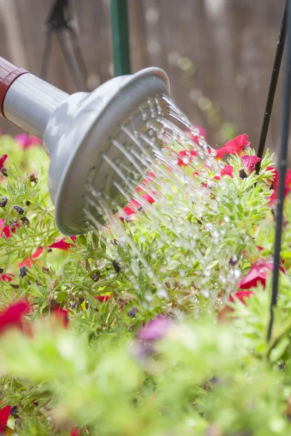 A red watering can watering hanging basket flowers