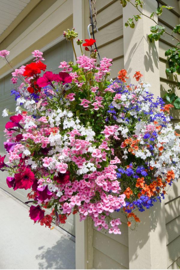 How To Help Struggling Hanging Baskets