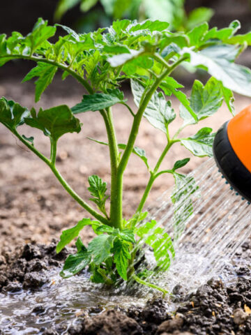 how to jump start tomato plants