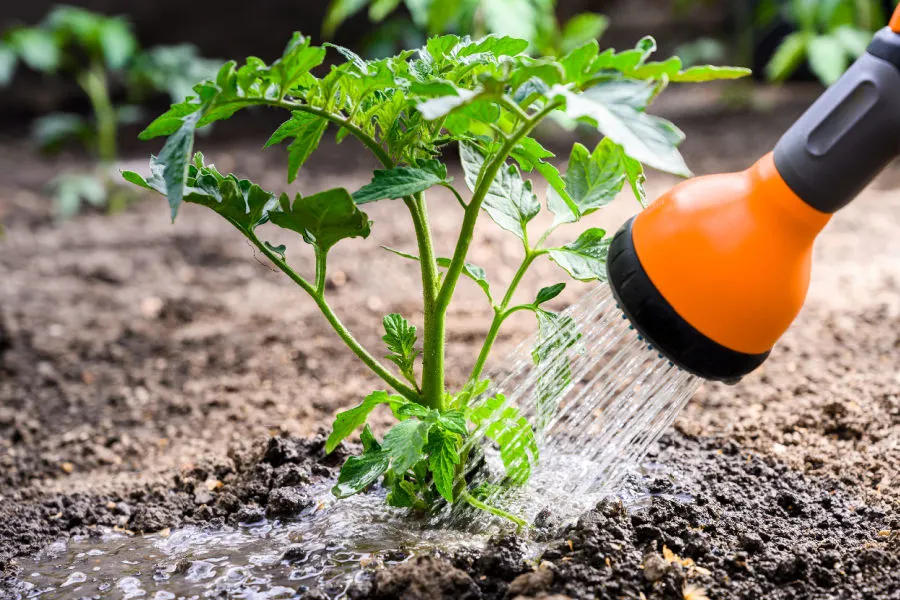 How To Jump Start Tomato Plants - 3 Tips To Get Plants Growing!