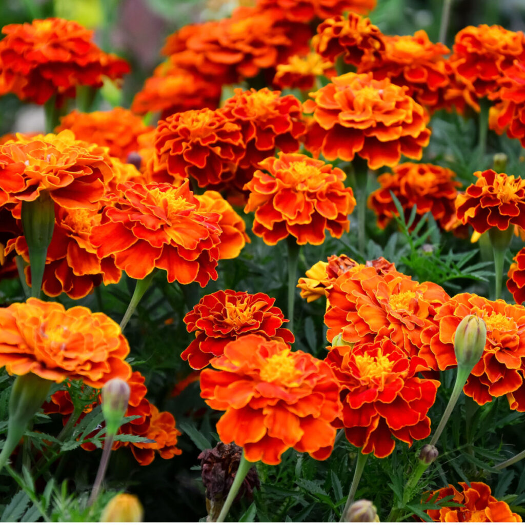 how to keep marigolds blooming