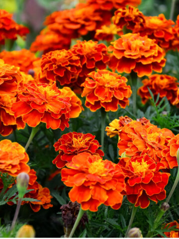 how to keep marigolds blooming