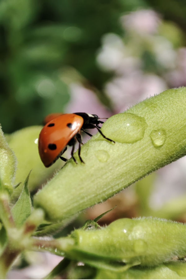 ladybug drinking dew