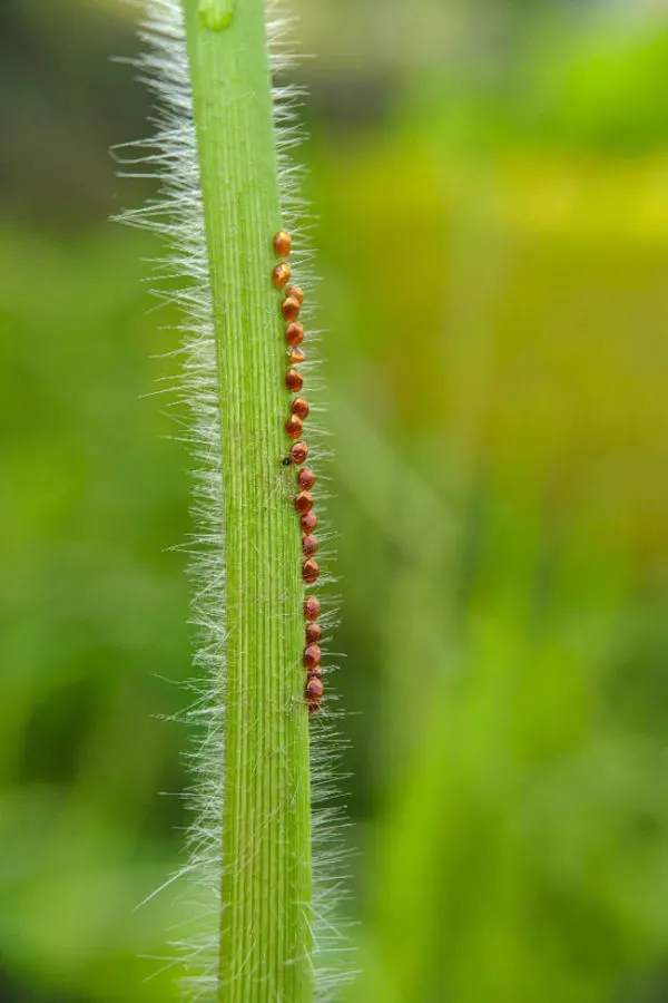 eggs