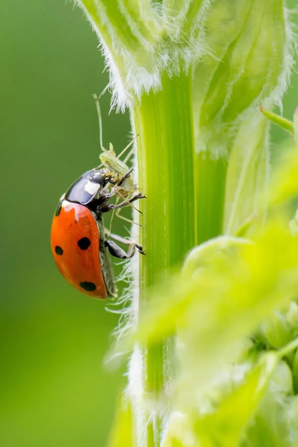 ladybugs and aphids on a plant