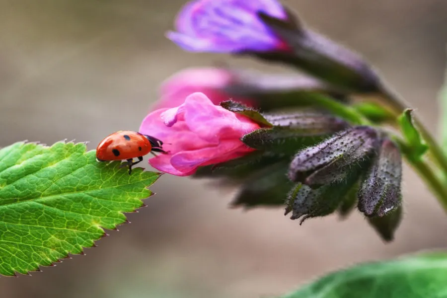 ladybugs on flowers