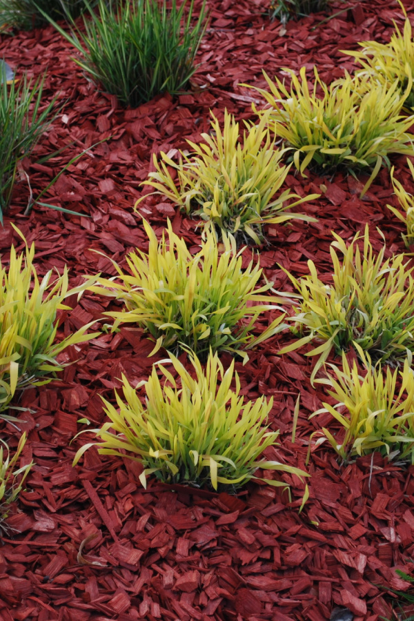 Red dyed mulch - mulching vegetable plants