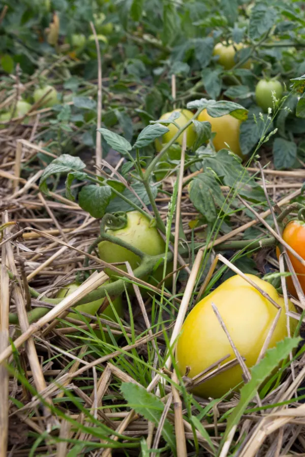 Tomatoes laying on a thin layer of mulch - mulching vegetable plants.