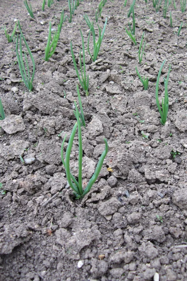 Bare soil around onions that is cracking and dried out. - how to mulch vegetable plants.