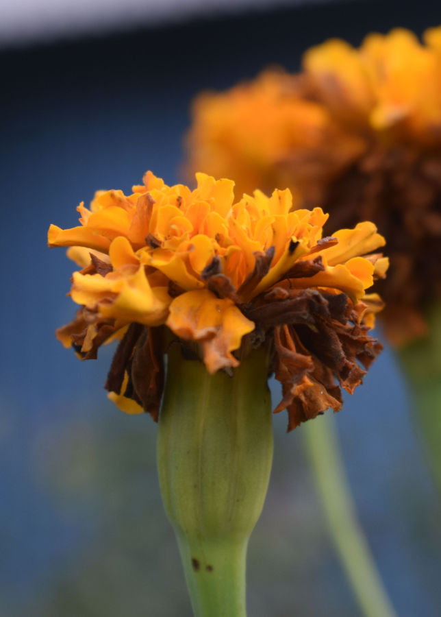 Old Marigold blooms - deadheading