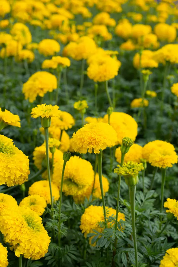 watering marigolds