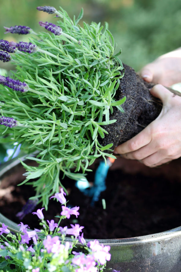 how to recharge potting soil