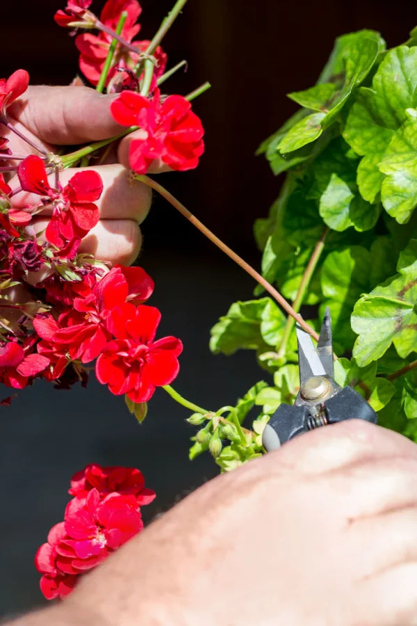 cutting back annual flowers