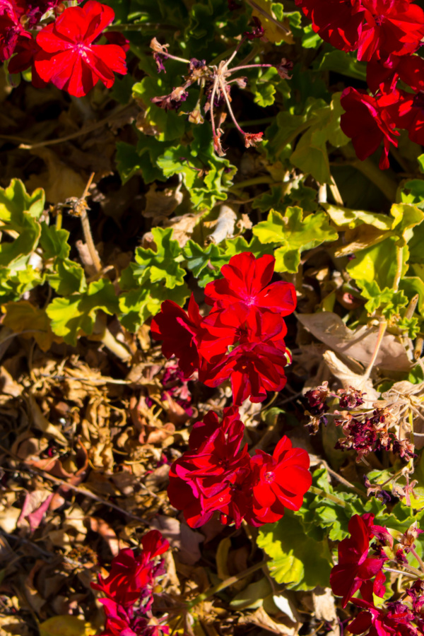 Geraniums with several faded blooms and good red blooms - bring geraniums back to life