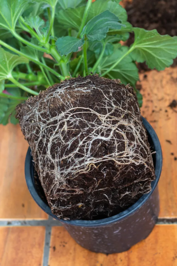A root bound geranium plant - bring geraniums back to life