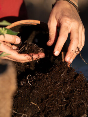 how to reuse old potting soil