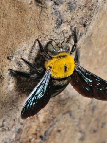 how to stop carpenter bees